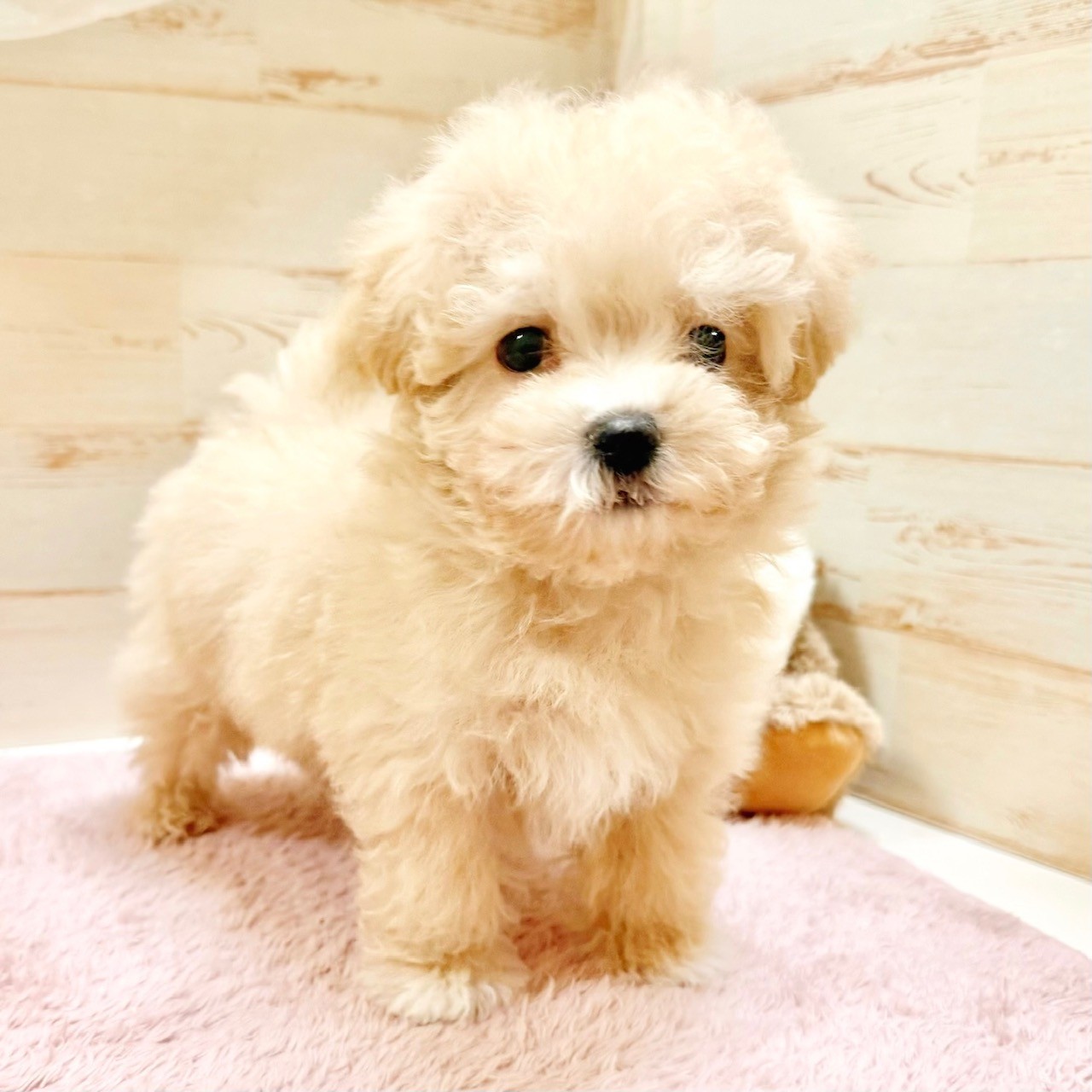 兵庫県のマルプー(マルチーズ×プードル) (犬の家＆猫の里神戸店/2025年12月1日生まれ/男の子/クリーム)の子犬の4枚目の画像