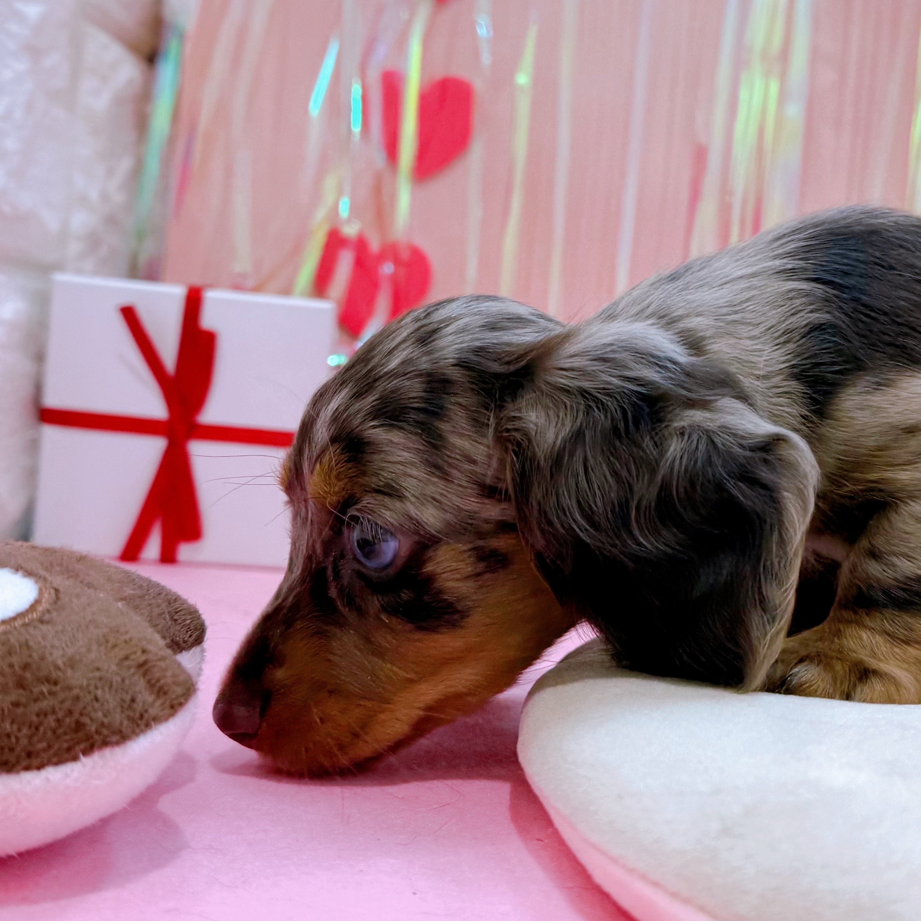 岡山県のミニチュアダックスフンド(ロング) (犬の家＆猫の里倉敷店/2025年12月5日生まれ/女の子/チョコレートダップル)の子犬の4枚目の画像