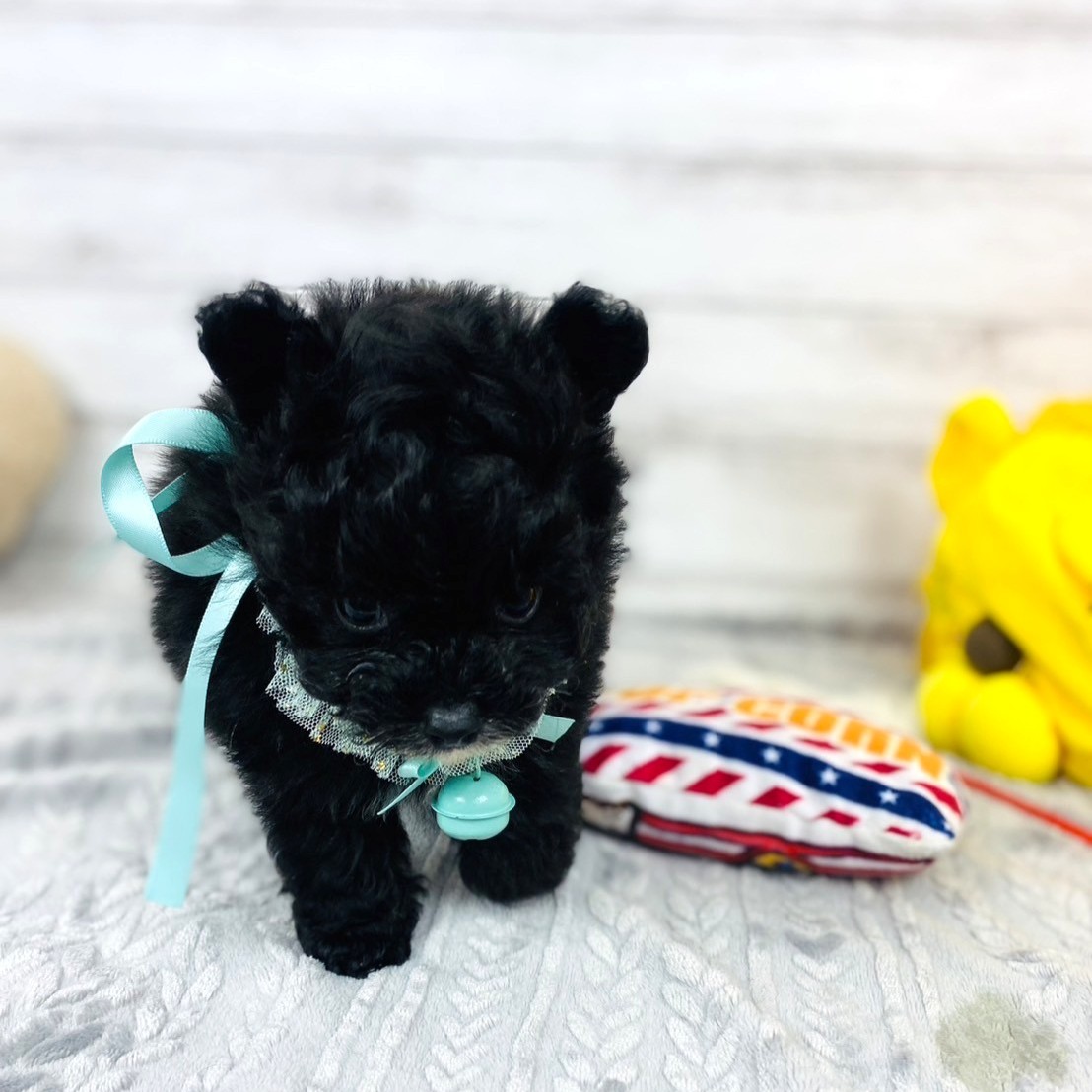 兵庫県のポメプー(ポメラニアン×プードル) (犬の家＆猫の里川西店/2025年12月5日生まれ/男の子/ブラックホワイト)の子犬の4枚目の画像