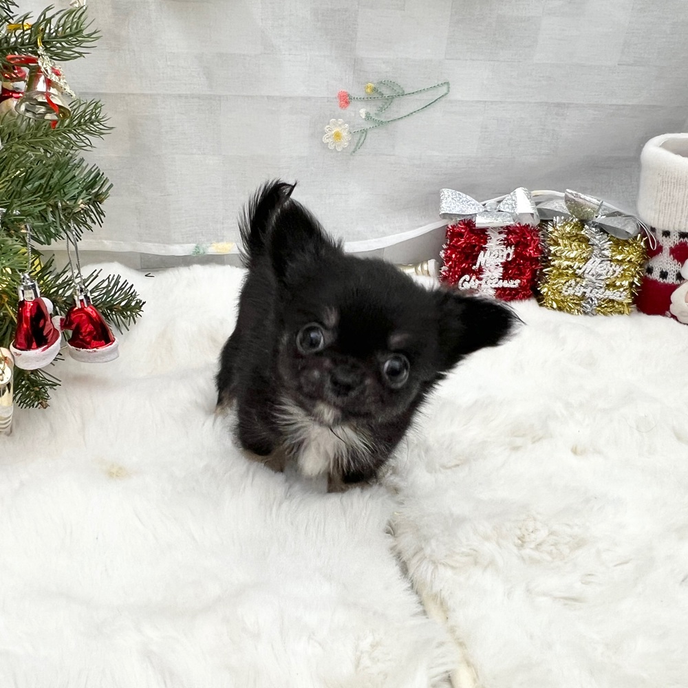 静岡県のチワワ(ロング) (犬の家＆猫の里MEGAドン・キホーテ袋井店/2025年10月26日生まれ/男の子/ブラックタンホワイト)の子犬の1枚目の画像