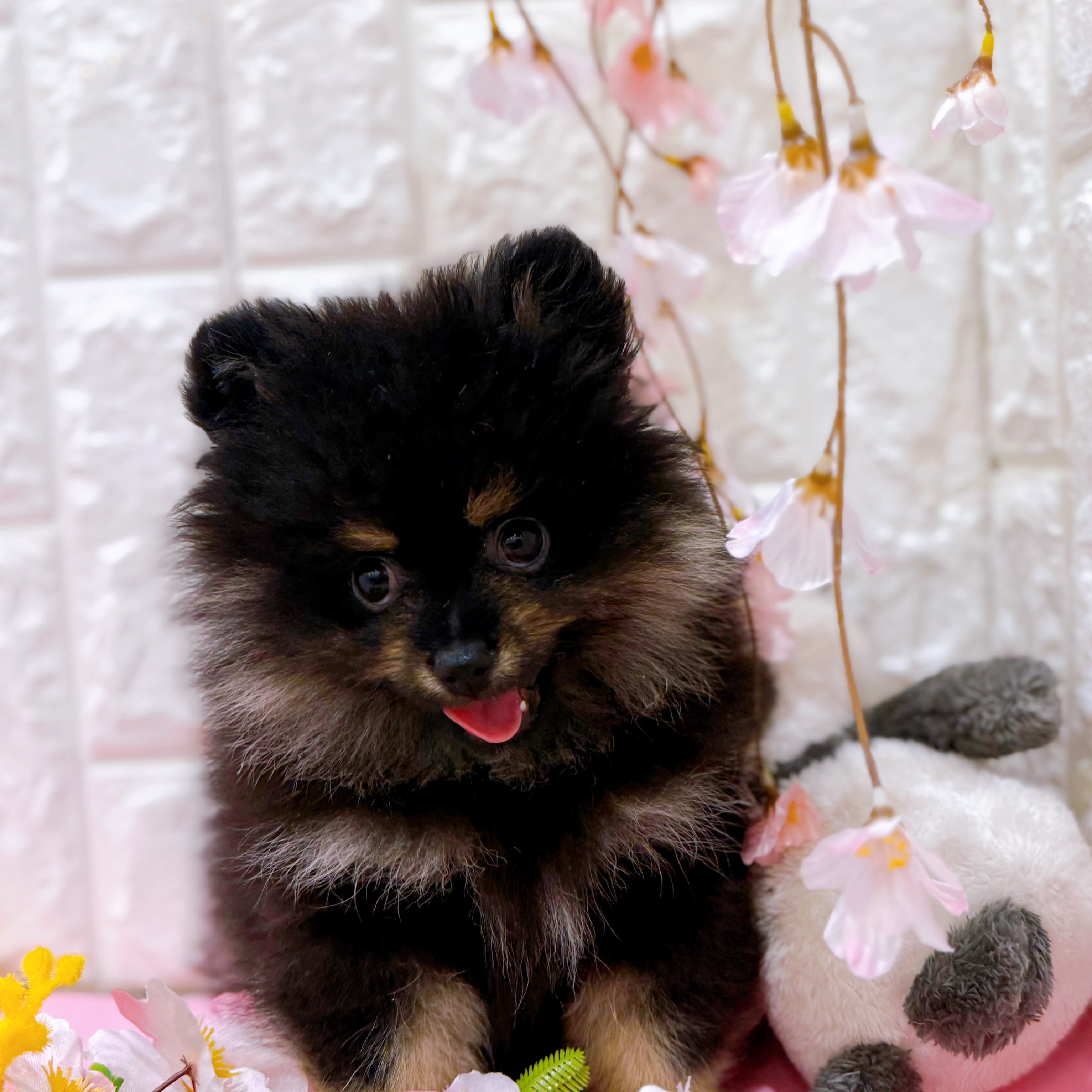 岡山県のポメラニアン (犬の家＆猫の里倉敷店/2025年11月30日生まれ/男の子/ブラックタン)の子犬の4枚目の画像