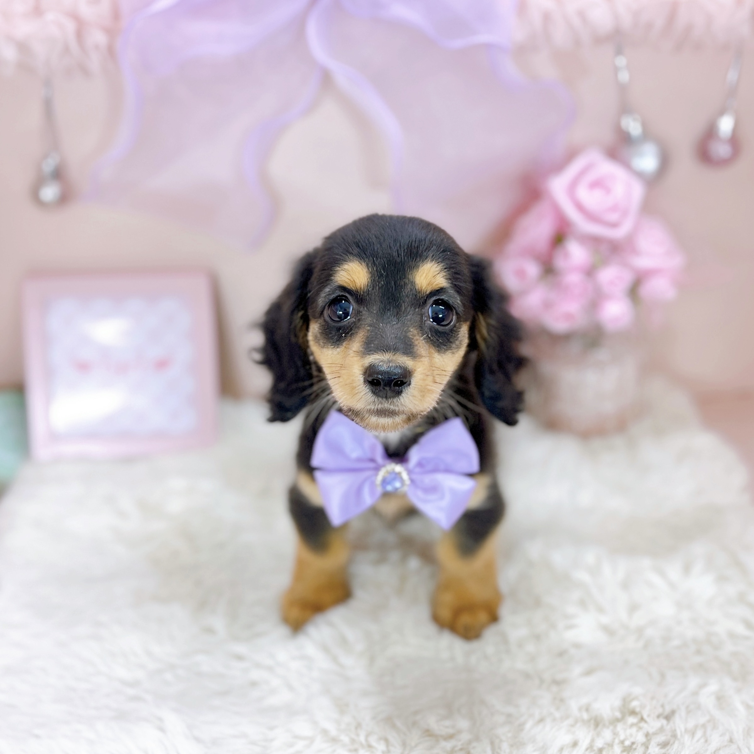 福井県のミニチュアダックスフンド(ロング) (犬の家＆猫の里アミーゴ福井大和田店/2025年12月5日生まれ/女の子/ブラックタン)の子犬の4枚目の画像