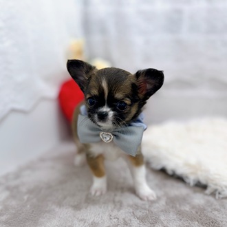 滋賀県のチワワ(ロング) (犬の家＆猫の里長浜店/2025年12月5日生まれ/男の子/フォーンホワイト)の子犬の4枚目の画像