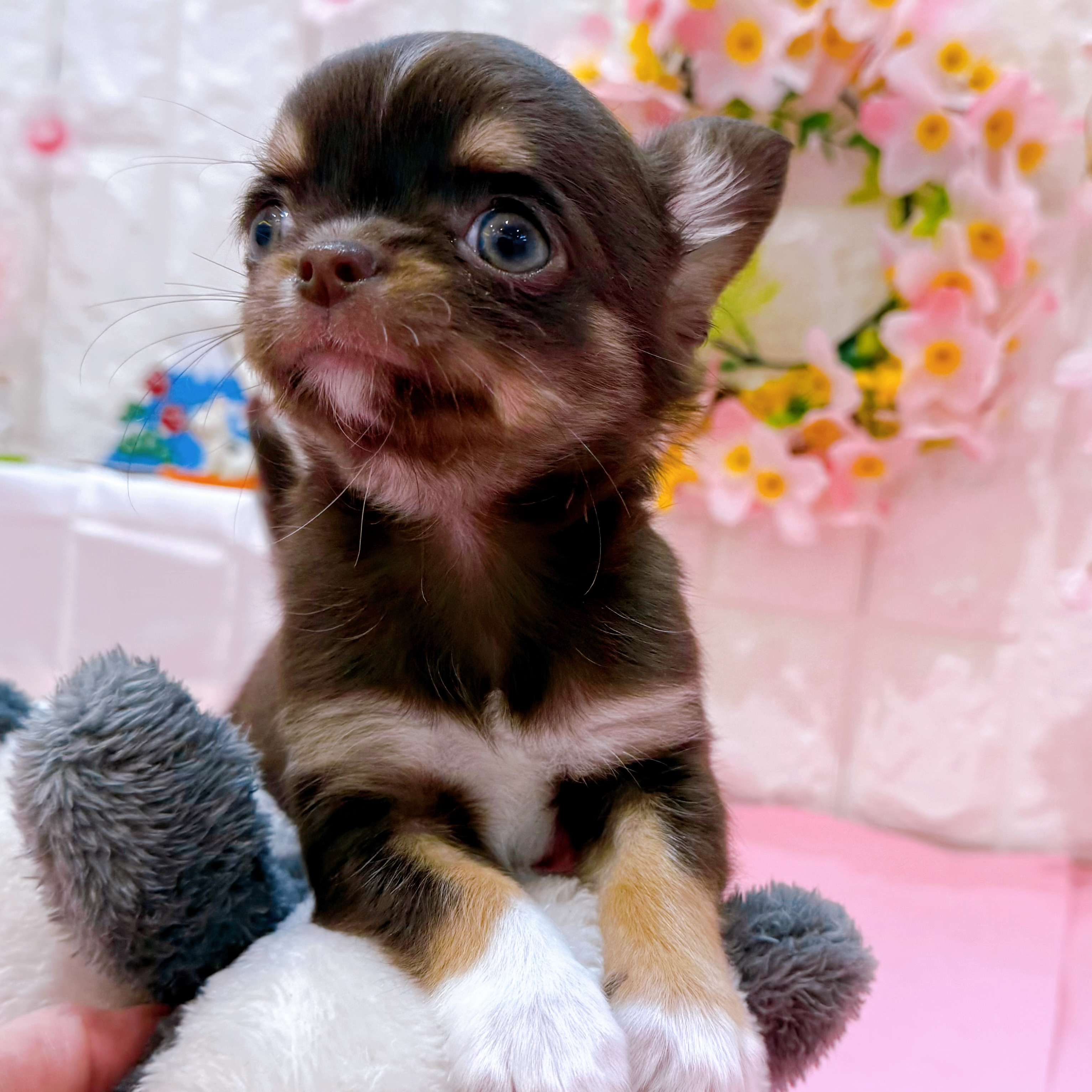 岡山県のチワワ(ロング) (犬の家＆猫の里倉敷店/2025年12月5日生まれ/男の子/チョコレートタンホワイト)の子犬の4枚目の画像