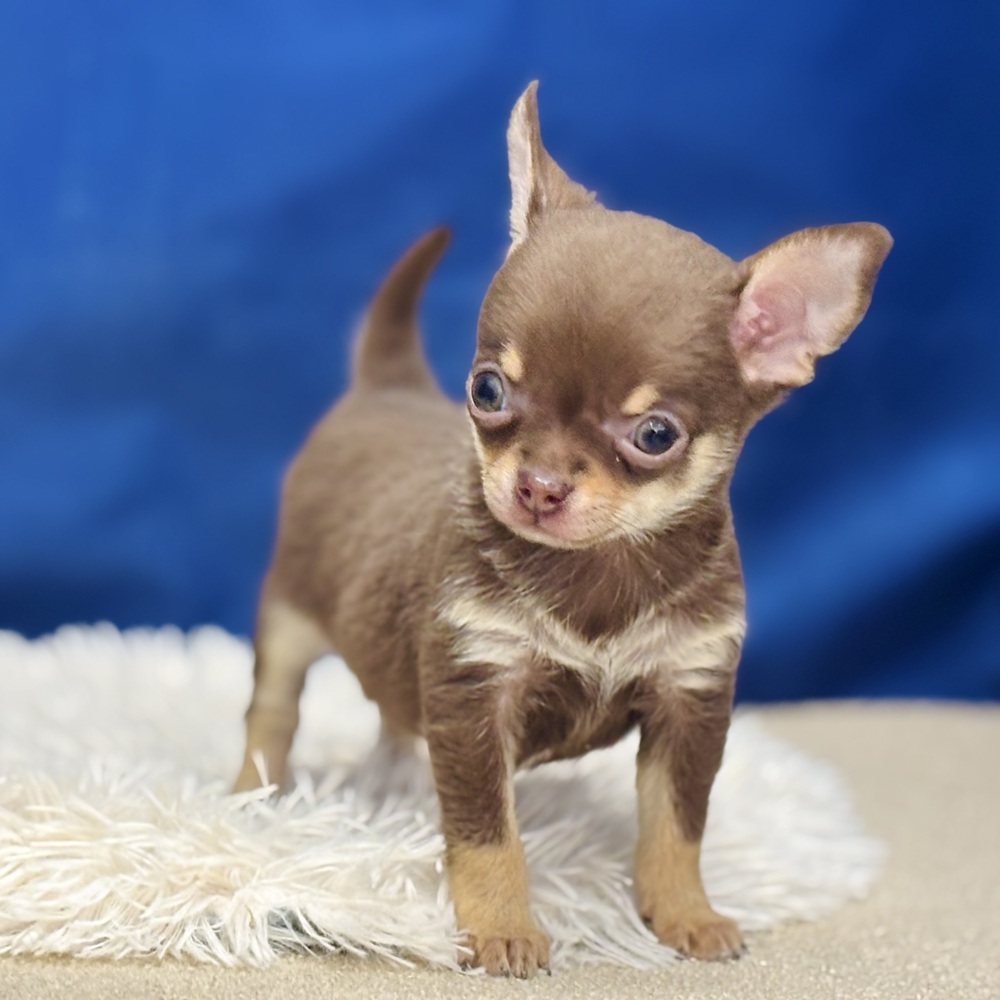 岐阜県のチワワ(スムース) (犬の家＆猫の里中津川店/2025年12月1日生まれ/男の子/チョコレートタン)の子犬の4枚目の画像