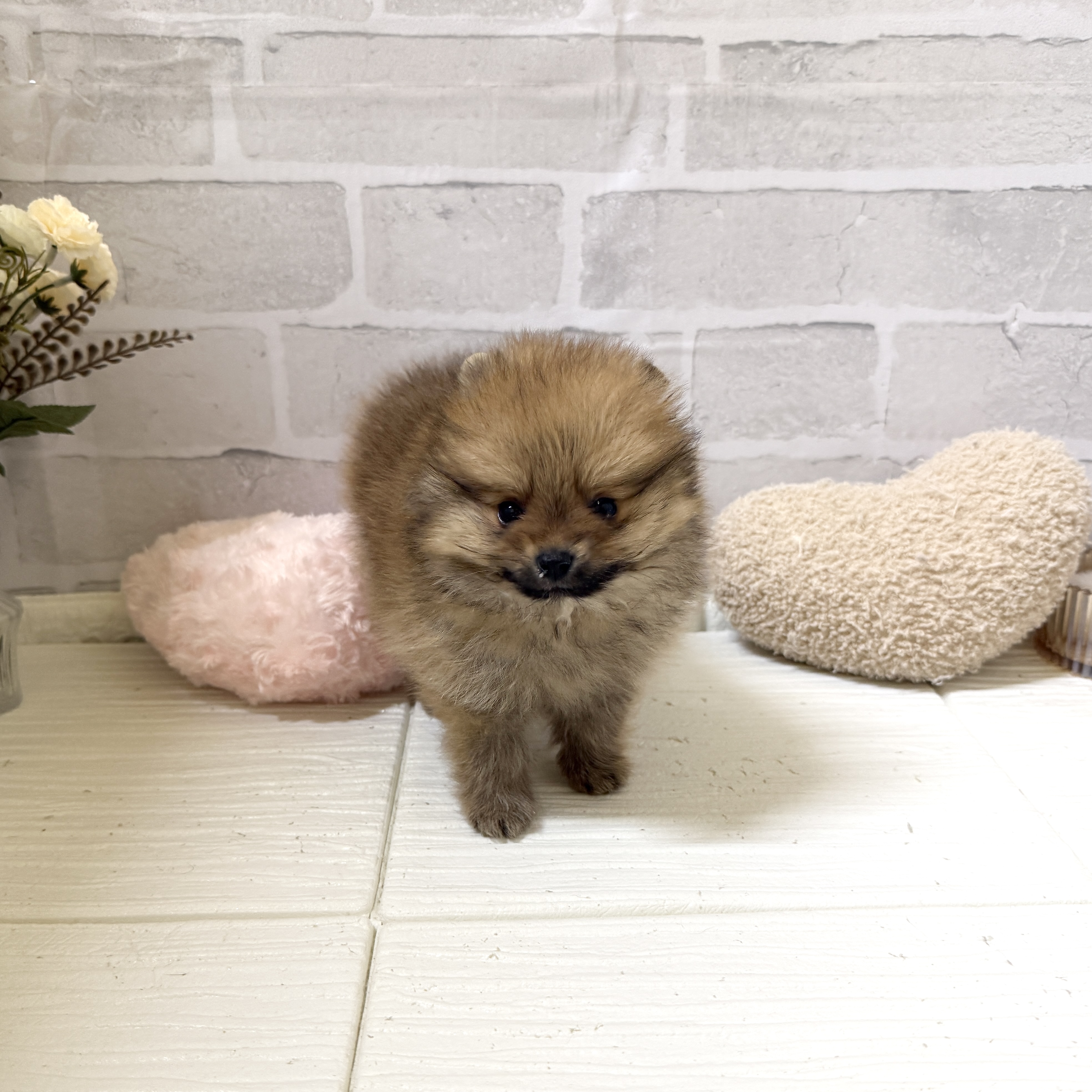 愛知県のポメラニアン (犬の家＆猫の里岡崎店/2025年12月6日生まれ/男の子/オレンジ)の子犬の4枚目の画像