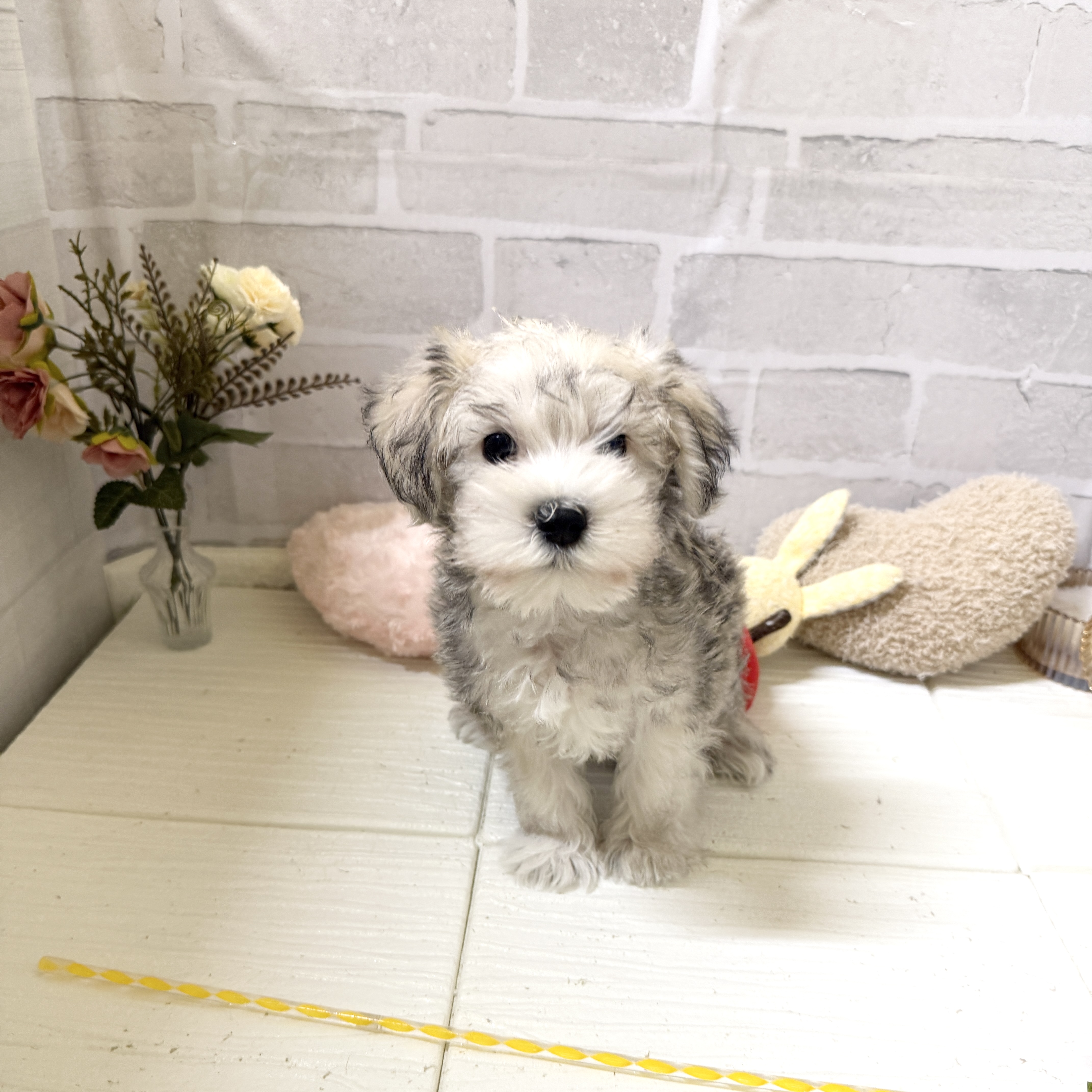 愛知県のシュナマル/マルシュナ(シュナウザー×マルチーズ) (犬の家＆猫の里岡崎店/2025年12月7日生まれ/男の子/ソルトペッパー)の子犬の4枚目の画像