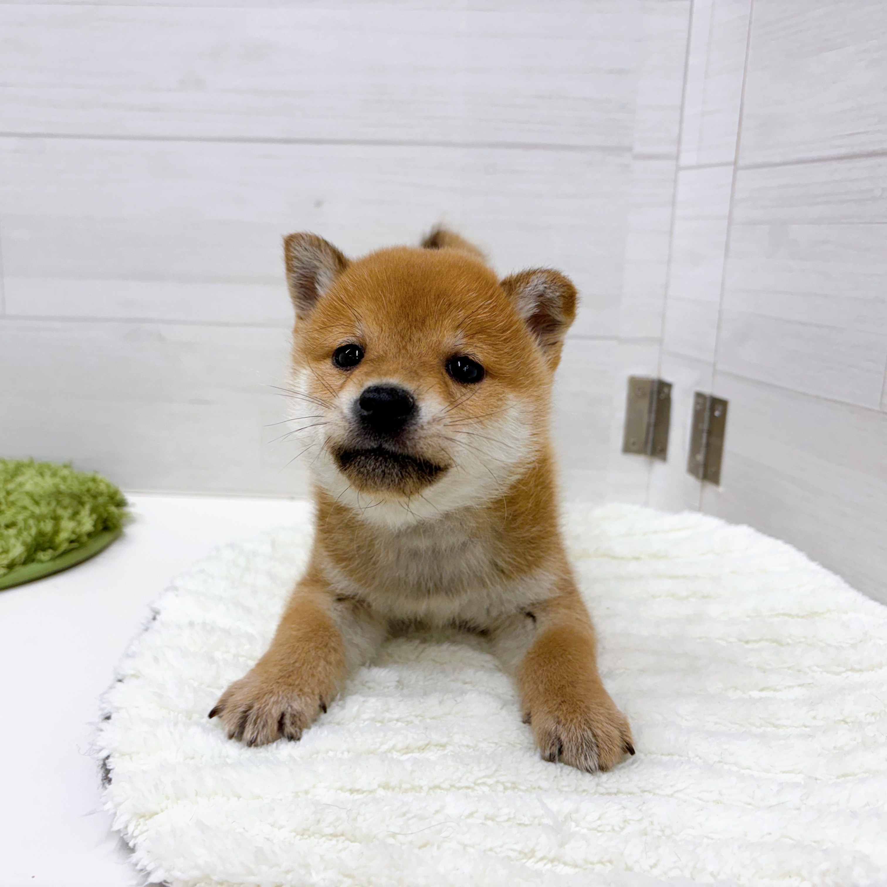 石川県の柴犬(標準サイズ) (犬の家＆猫の里アミーゴ金沢おこばた店/2025年12月7日生まれ/男の子/赤)の子犬の4枚目の画像