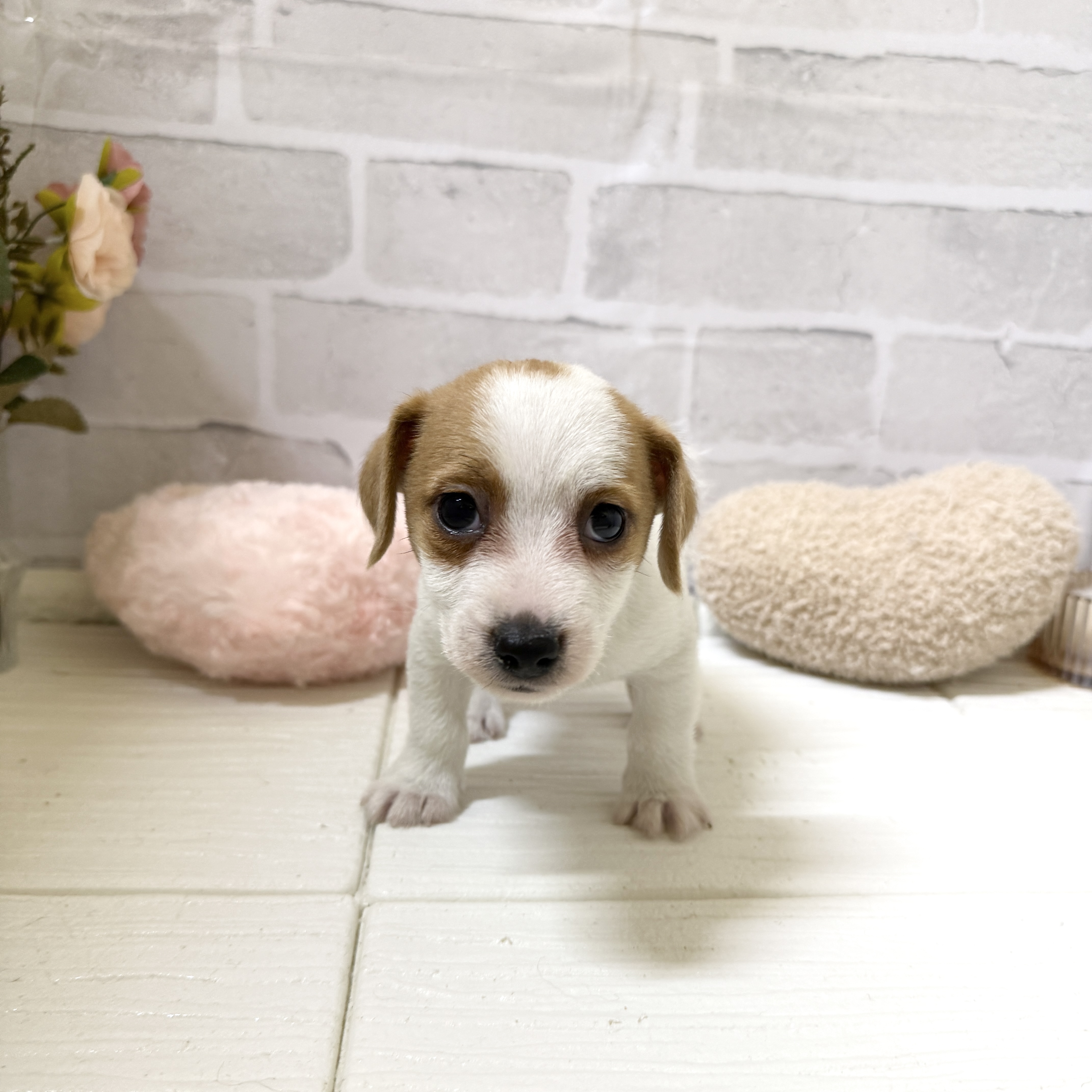 愛知県のジャックラッセルテリア (犬の家＆猫の里岡崎店/2025年12月7日生まれ/男の子/タンホワイト)の子犬の4枚目の画像