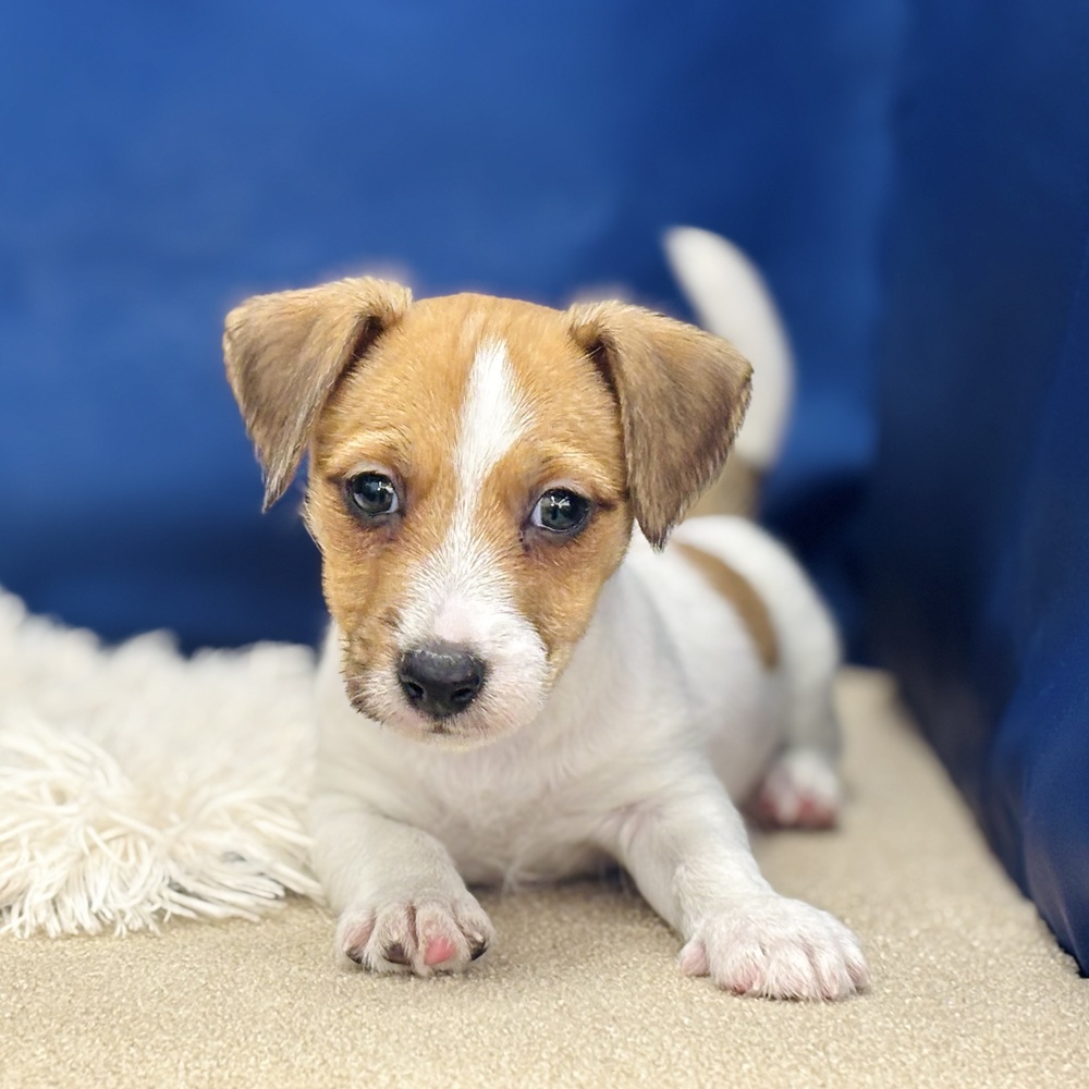 岐阜県のジャックラッセルテリア (犬の家＆猫の里中津川店/2025年12月7日生まれ/男の子/タンホワイト)の子犬の4枚目の画像
