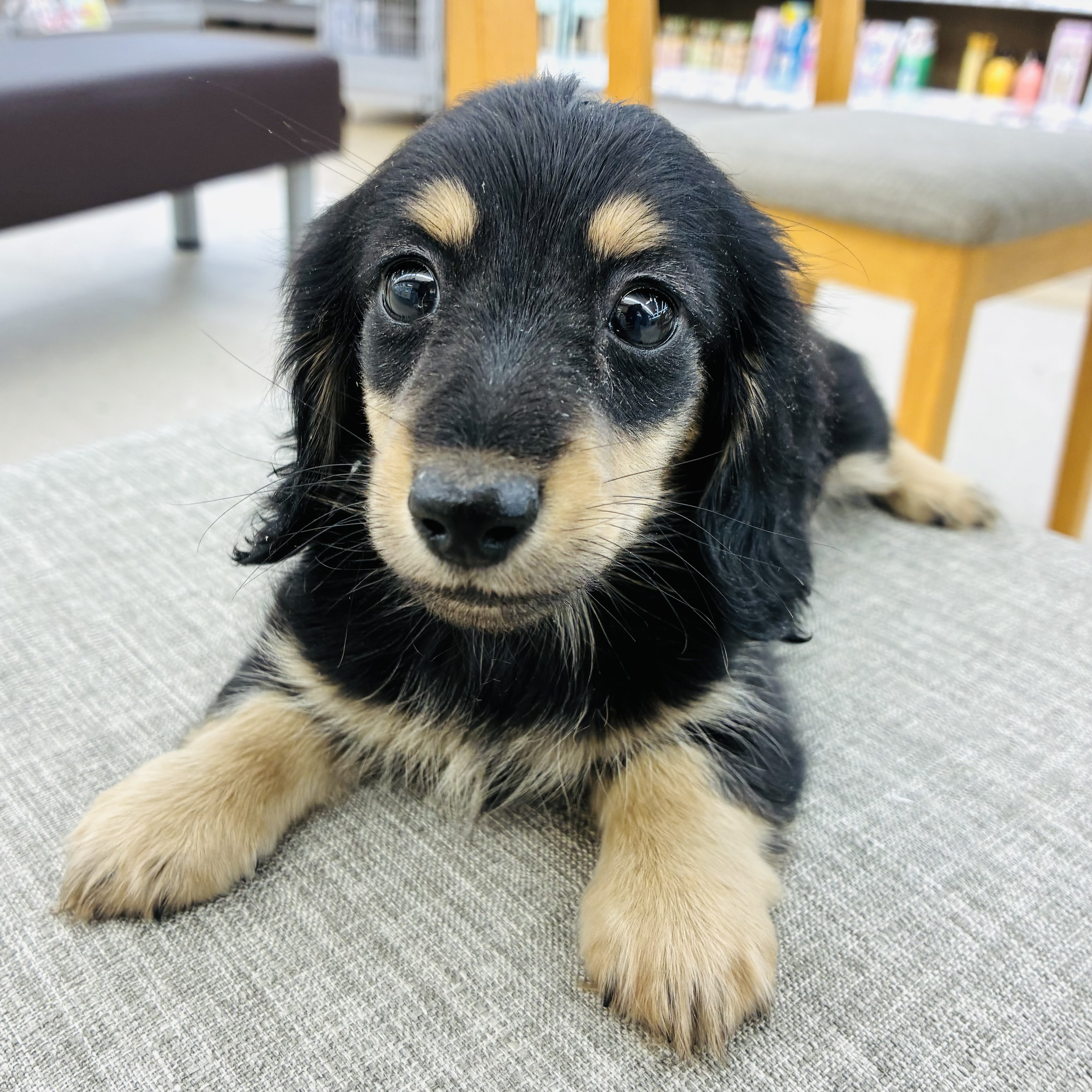 愛知県のミニチュアダックスフンド(ロング) (犬の家＆猫の里七宝店/2025年12月7日生まれ/女の子/ブラックイエロー)の子犬の4枚目の画像