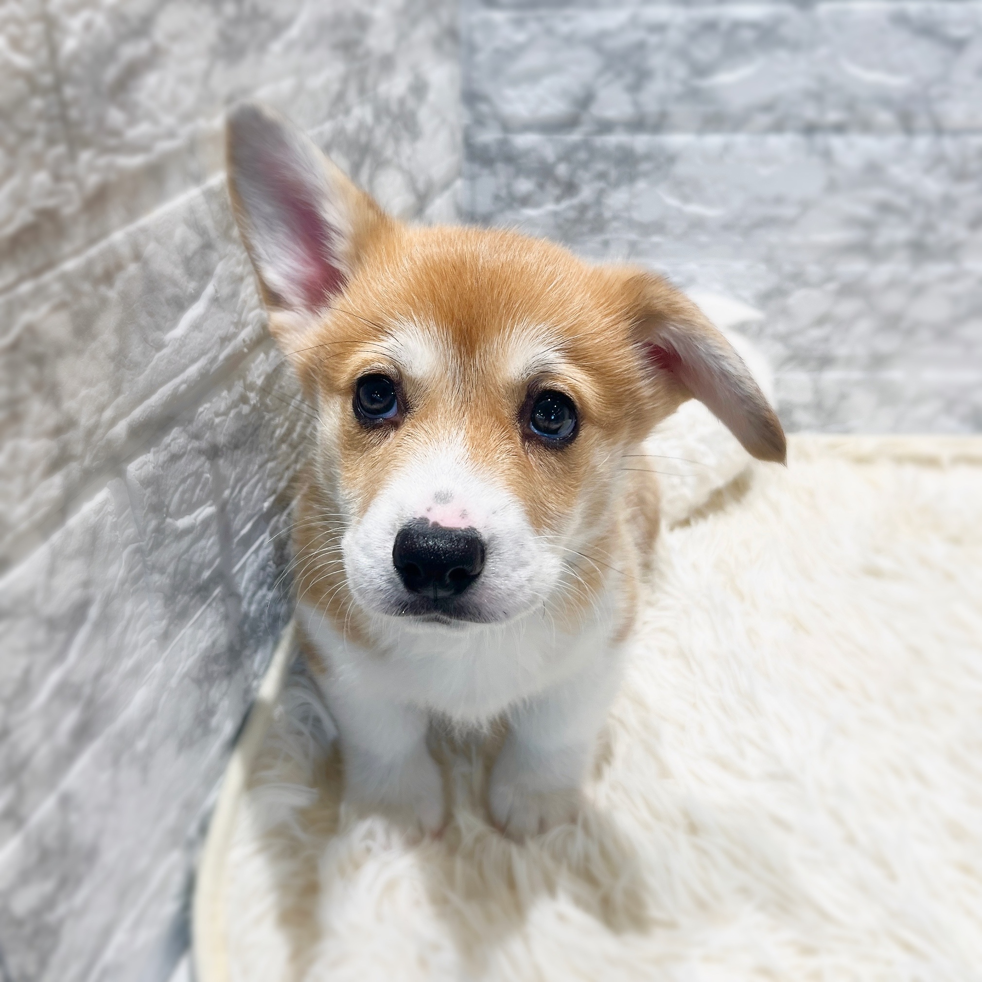 愛知県のウェルシュコーギーペンブローク (犬の家＆猫の里MiO香久山店/2025年12月6日生まれ/男の子/セーブルホワイト)の子犬の4枚目の画像