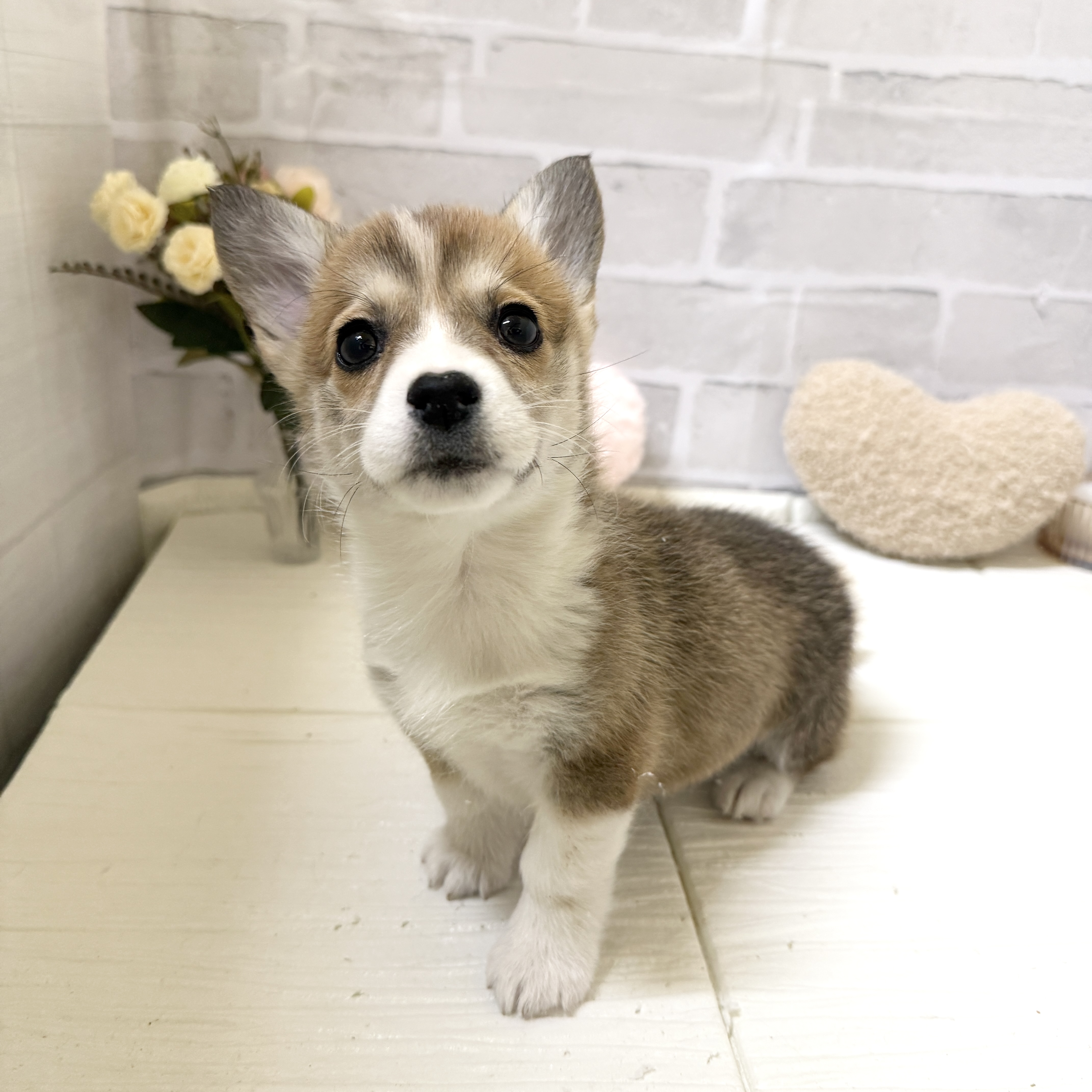 愛知県のウェルシュコーギーペンブローク (犬の家＆猫の里岡崎店/2025年12月6日生まれ/女の子/セーブルホワイト)の子犬の4枚目の画像