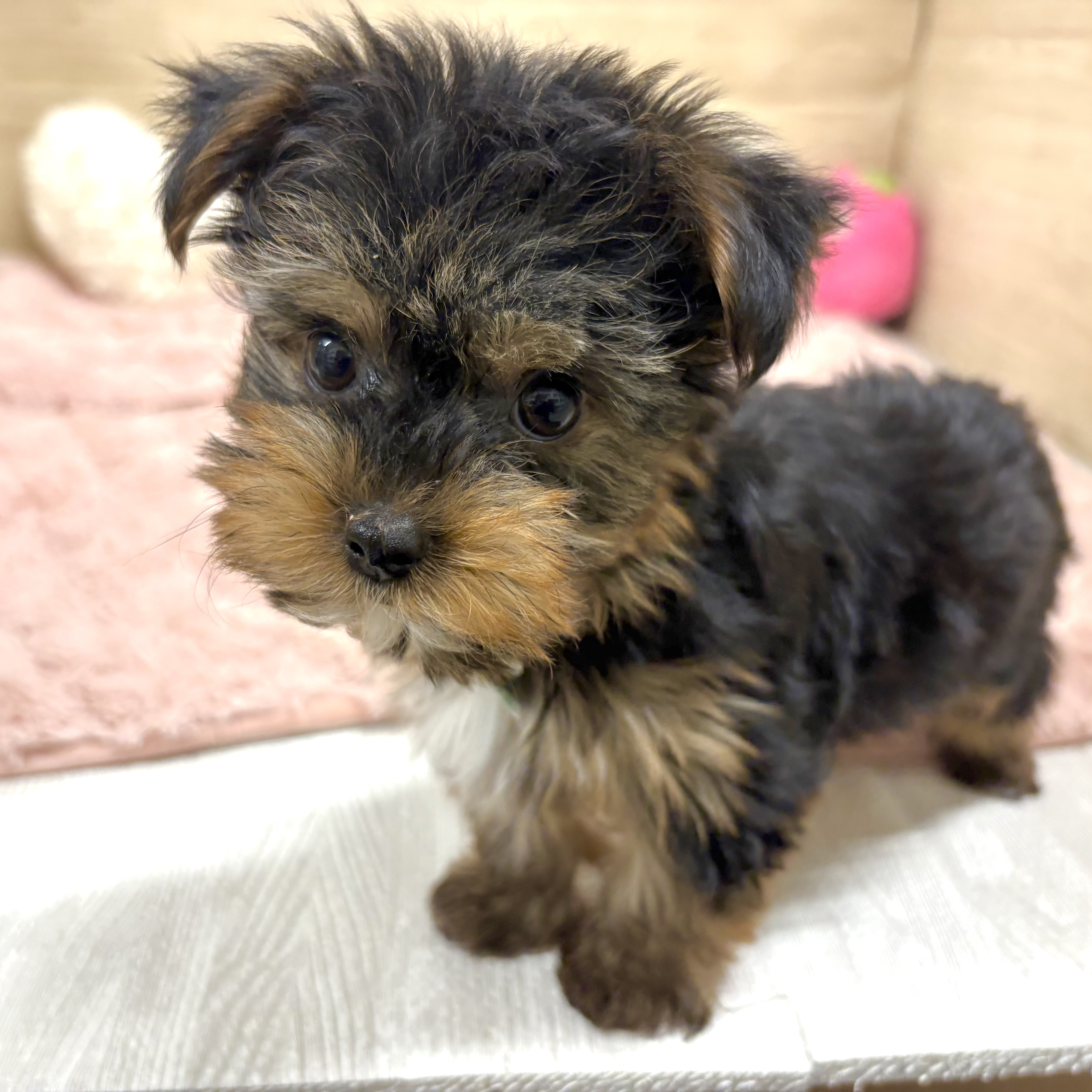 大阪府のヨークシャーテリア (犬の家＆猫の里そよら東岸和田店/2025年12月7日生まれ/男の子/スチールブルータン)の子犬の4枚目の画像