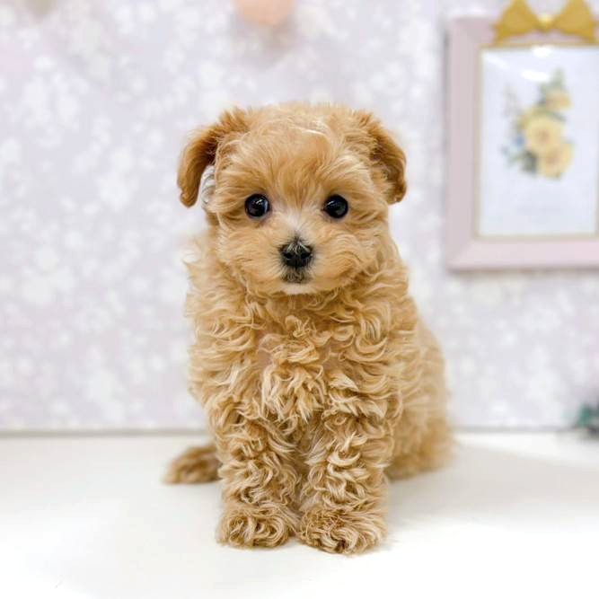 富山県のマルプー(マルチーズ×プードル) (犬の家＆猫の里アミーゴ高岡蓮花寺店/2025年12月5日生まれ/女の子/アプリコット)の子犬の1枚目の画像