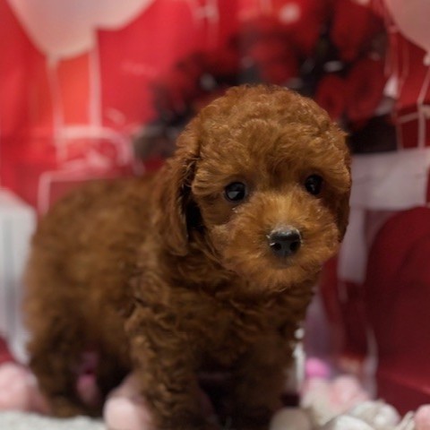 福岡県のトイプードル(トイ) (犬の家＆猫の里トリアス久山店/2025年12月3日生まれ/男の子/レッド)の子犬の4枚目の画像