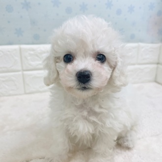 静岡県のビションフリーゼ (犬の家＆猫の里マークイズ静岡店/2025年12月5日生まれ/男の子/ホワイト)の子犬の4枚目の画像