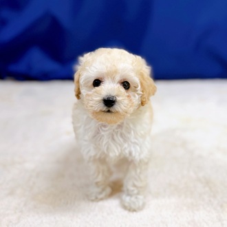 愛知県のトイプードル(トイ) (犬の家＆猫の里一宮店/2025年12月9日生まれ/女の子/クリーム)の子犬の4枚目の画像
