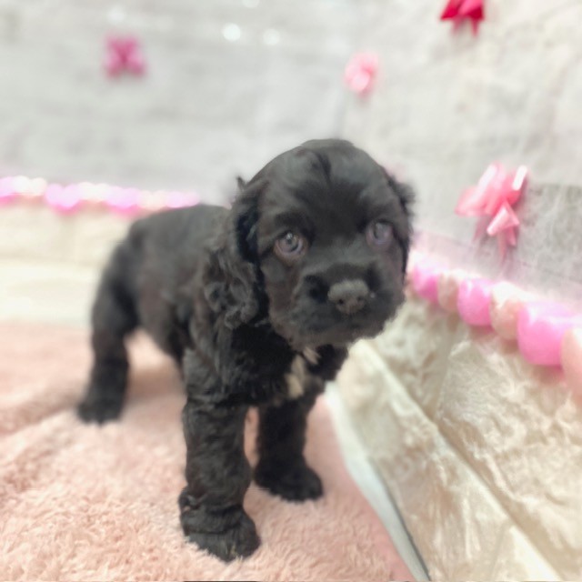 静岡県のアメリカンコッカースパニエル (犬の家＆猫の里プレ葉ウォーク浜北店/2025年12月8日生まれ/女の子/ブラック)の子犬の4枚目の画像