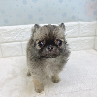 静岡県のチワワ(ロング) (犬の家＆猫の里マークイズ静岡店/2025年12月7日生まれ/女の子/フォーン)の子犬の4枚目の画像