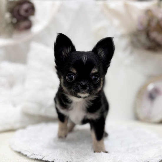 岐阜県のチワワ(ロング) (犬の家＆猫の里カラフルタウン岐阜店/2025年12月6日生まれ/女の子/ブラックタンホワイト)の子犬の4枚目の画像