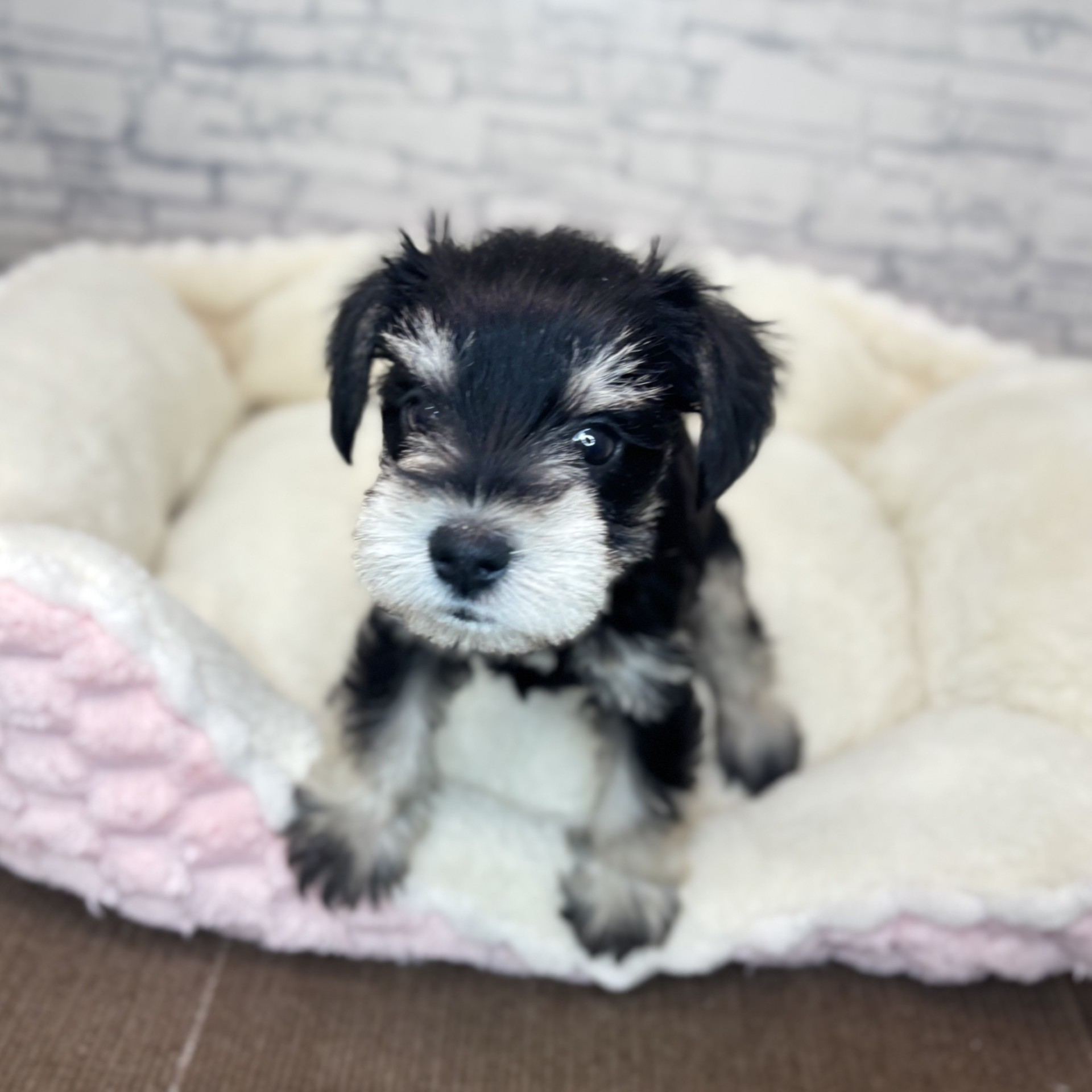 長野県のミニチュアシュナウザー (犬の家＆猫の里長野店/2025年12月9日生まれ/女の子/ブラックシルバー)の子犬の4枚目の画像
