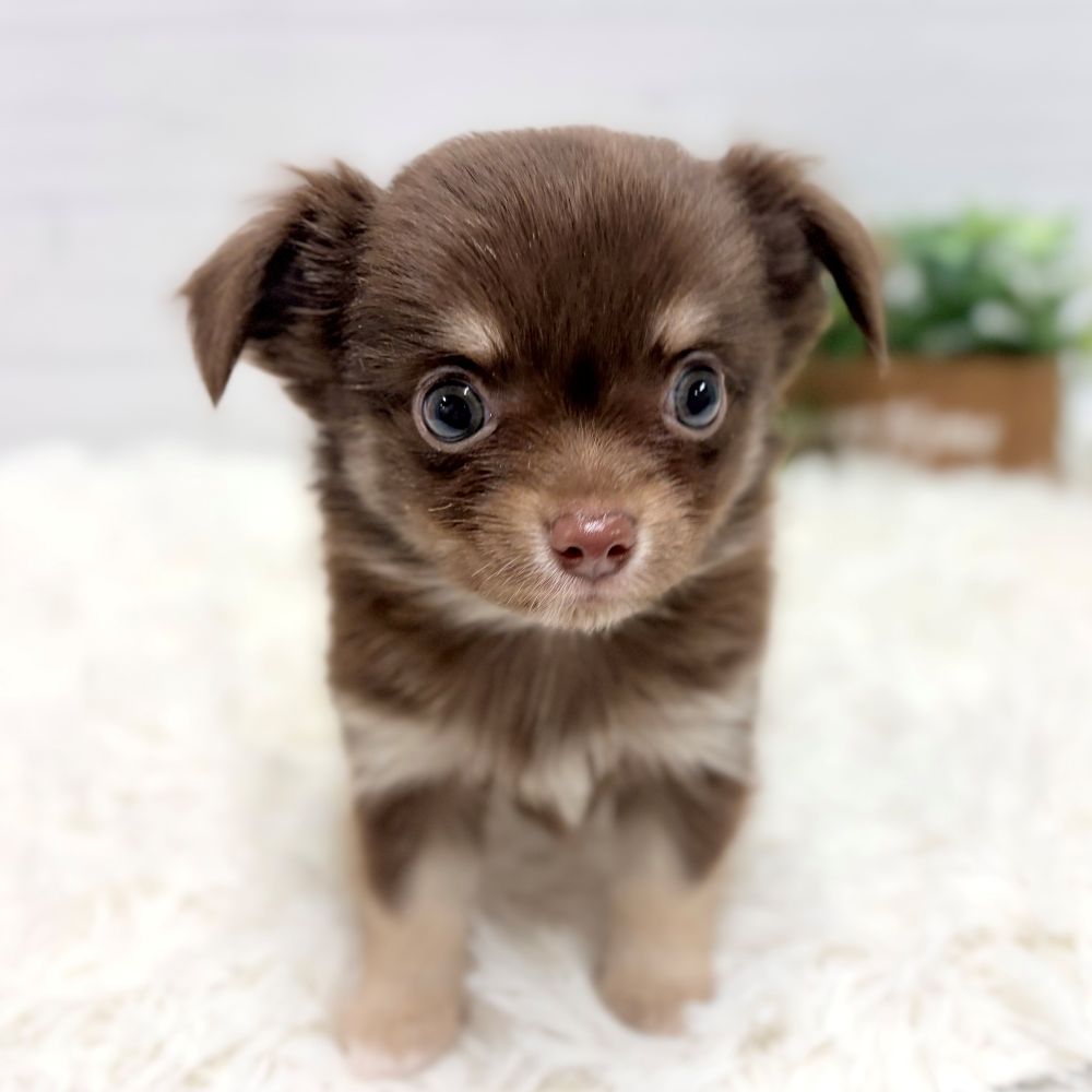 愛知県のチワワ(ロング) (犬の家＆猫の里豊田店/2025年12月7日生まれ/男の子/チョコレートタンクリーム)の子犬の1枚目の画像