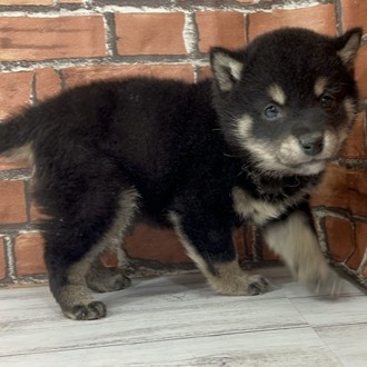 神奈川県の柴犬(標準サイズ) (犬の家＆猫の里小田原店/2025年12月9日生まれ/女の子/黒)の子犬の4枚目の画像