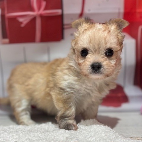 福岡県のチワマル/マルチワ(チワワ×マルチーズ) (犬の家＆猫の里トリアス久山店/2025年12月9日生まれ/女の子/クリームマール)の子犬の4枚目の画像