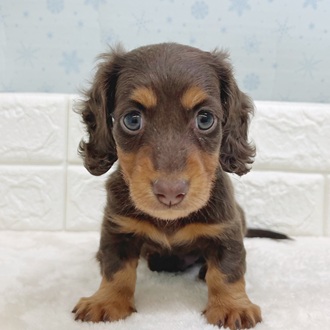 静岡県のミニチュアダックスフンド(ロング) (犬の家＆猫の里マークイズ静岡店/2025年12月9日生まれ/男の子/チョコレートタン)の子犬の4枚目の画像