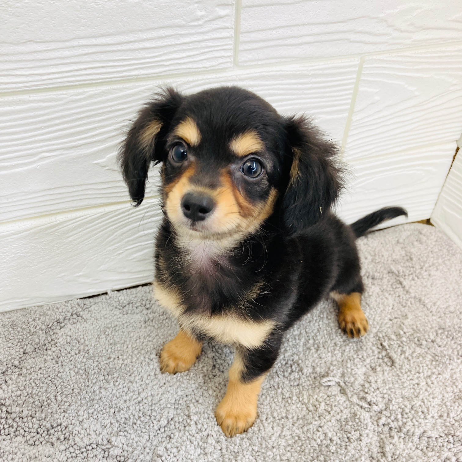 愛知県のチワックス(チワワ×ダックス) (犬の家＆猫の里七宝店/2025年12月8日生まれ/男の子/ブラックタン)の子犬の4枚目の画像