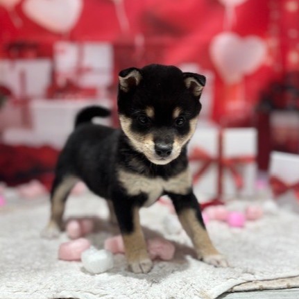 福岡県の豆柴 (犬の家＆猫の里トリアス久山店/2025年12月9日生まれ/女の子/黒)の子犬の4枚目の画像