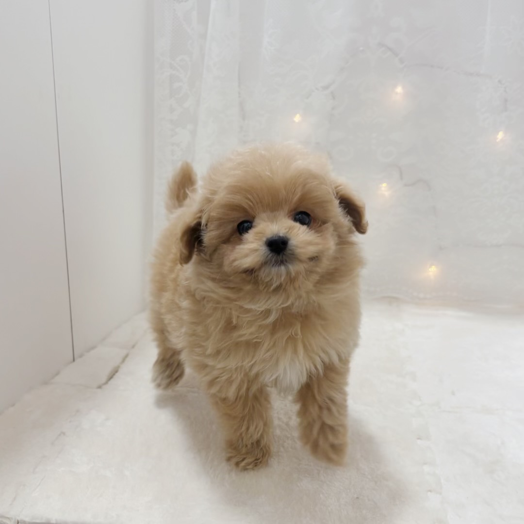 千葉県のポメプー(ポメラニアン×プードル) (犬の家＆猫の里BIGHOPガーデンモール印西店/2025年12月7日生まれ/女の子/クリーム)の子犬の1枚目の画像