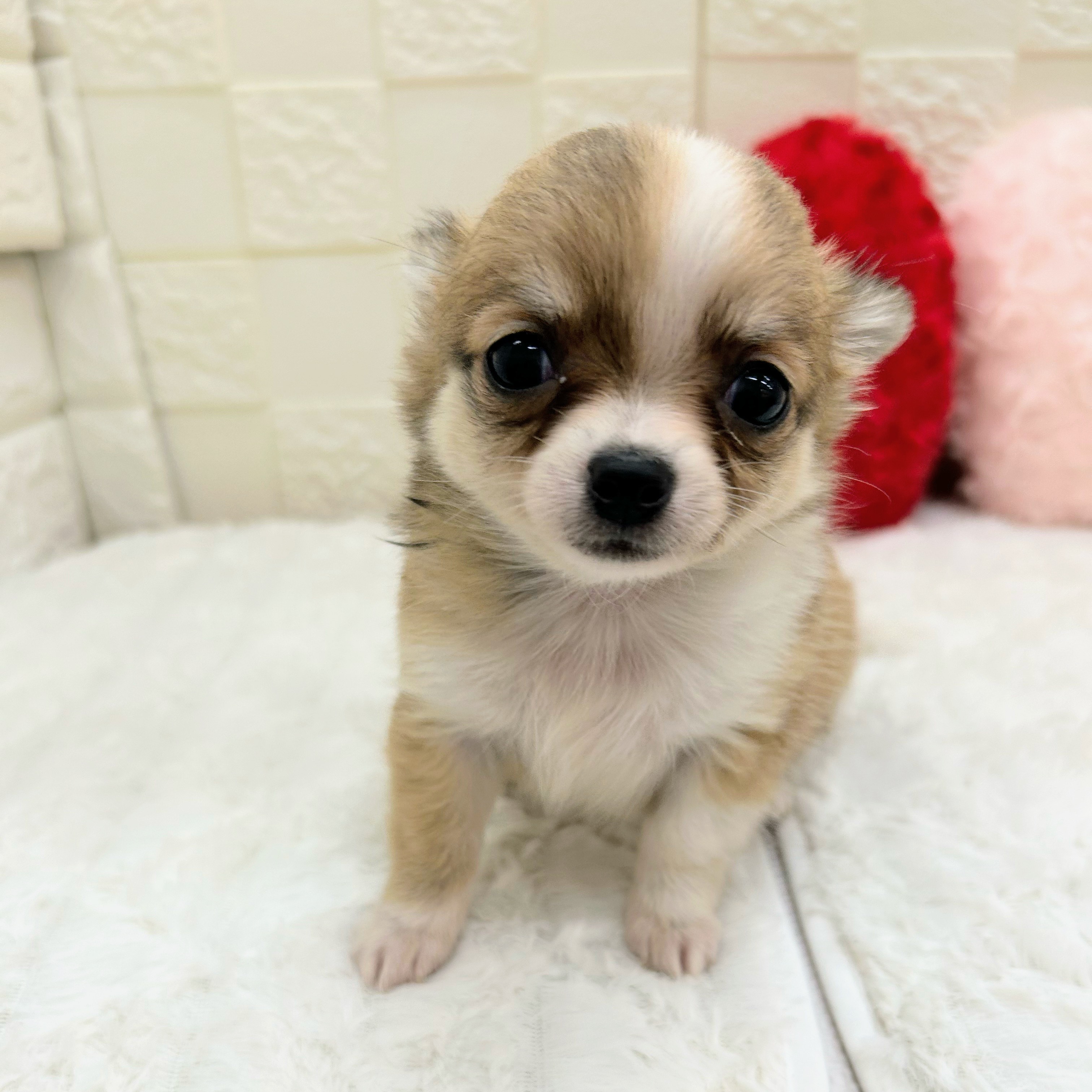 愛知県のチワワ(ロング) (犬の家＆猫の里アミーゴ神の倉店/2025年12月8日生まれ/女の子/ホワイトレッド)の子犬の4枚目の画像