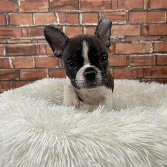 神奈川県のフレンチブルドッグ (犬の家＆猫の里小田原店/2025年12月9日生まれ/女の子/パイド)の子犬の4枚目の画像