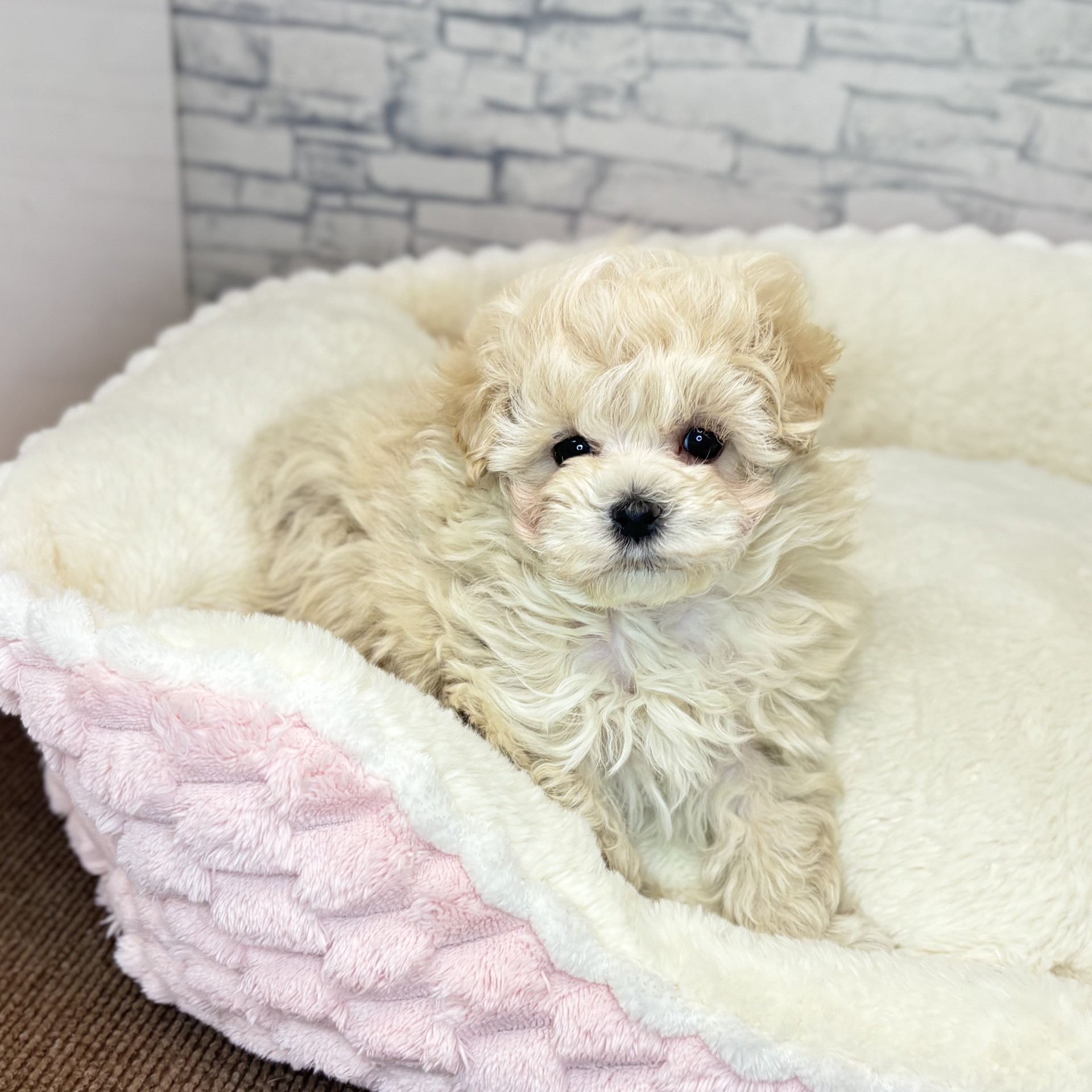 長野県のマルプー(マルチーズ×プードル) (犬の家＆猫の里長野店/2025年12月6日生まれ/女の子/クリーム)の子犬の4枚目の画像