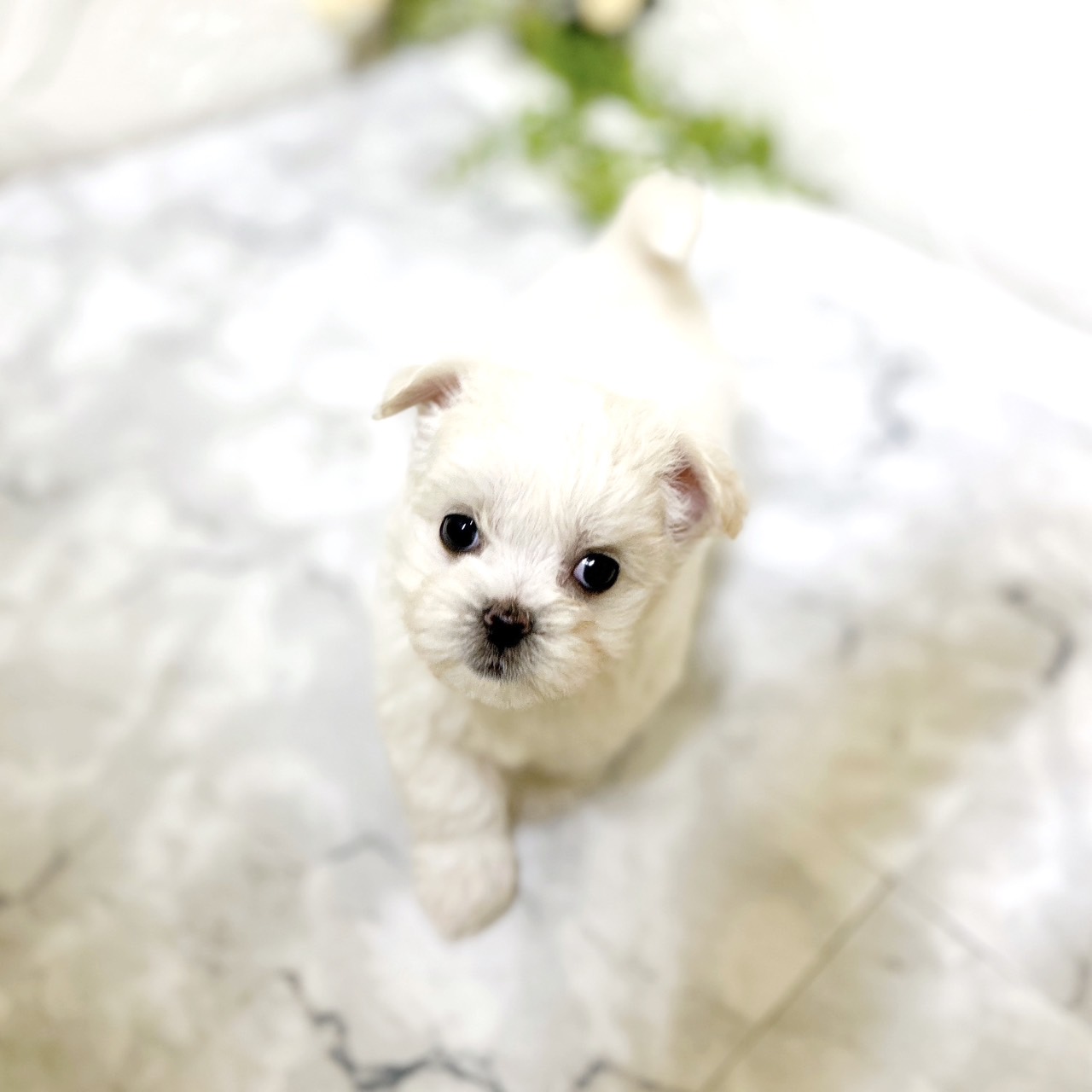 愛知県のチワマル/マルチワ(チワワ×マルチーズ) (犬の家＆猫の里岡崎店/2025年12月9日生まれ/女の子/ホワイト)の子犬の4枚目の画像
