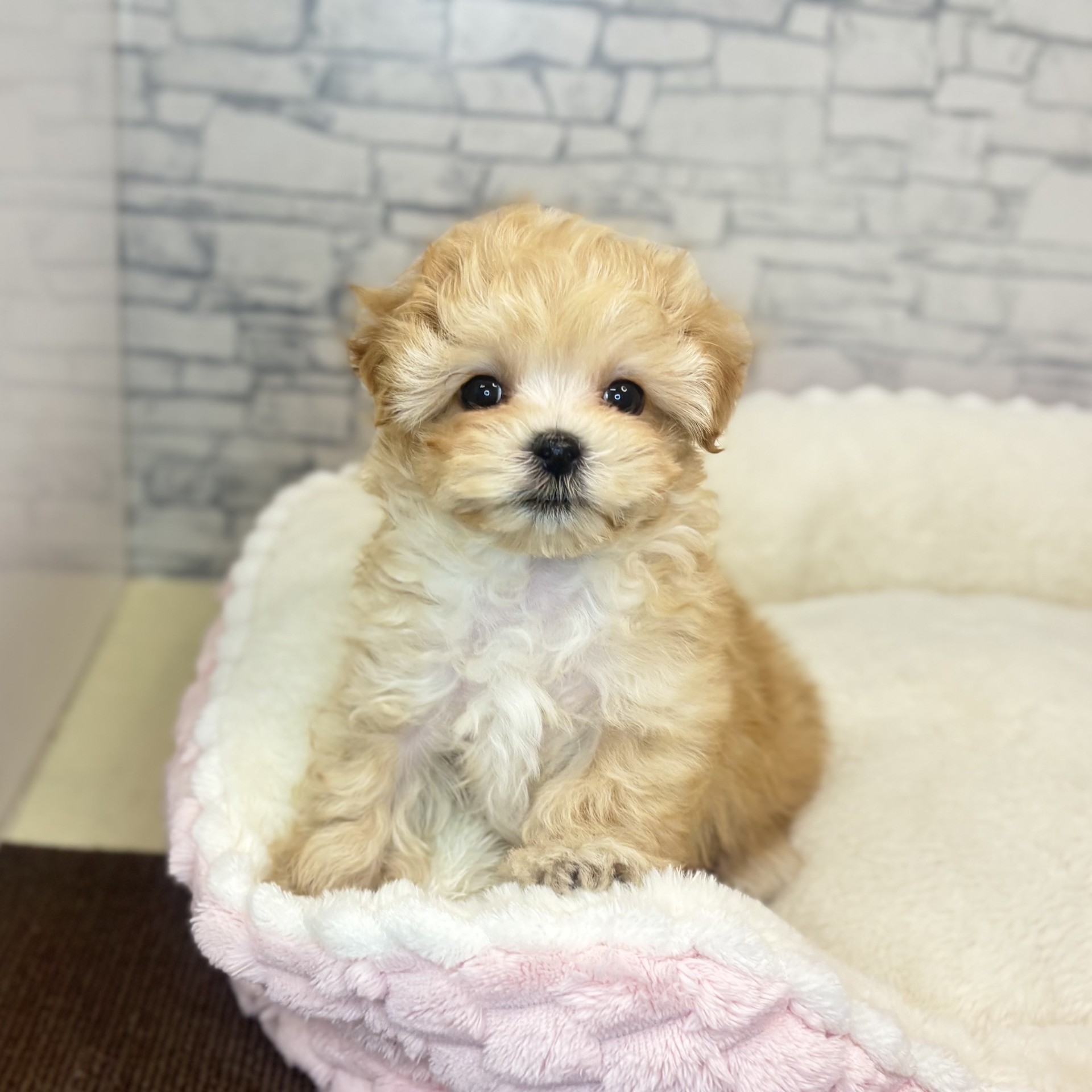 長野県のマルプー(マルチーズ×プードル) (犬の家＆猫の里長野店/2025年12月7日生まれ/男の子/アプリコット)の子犬の4枚目の画像
