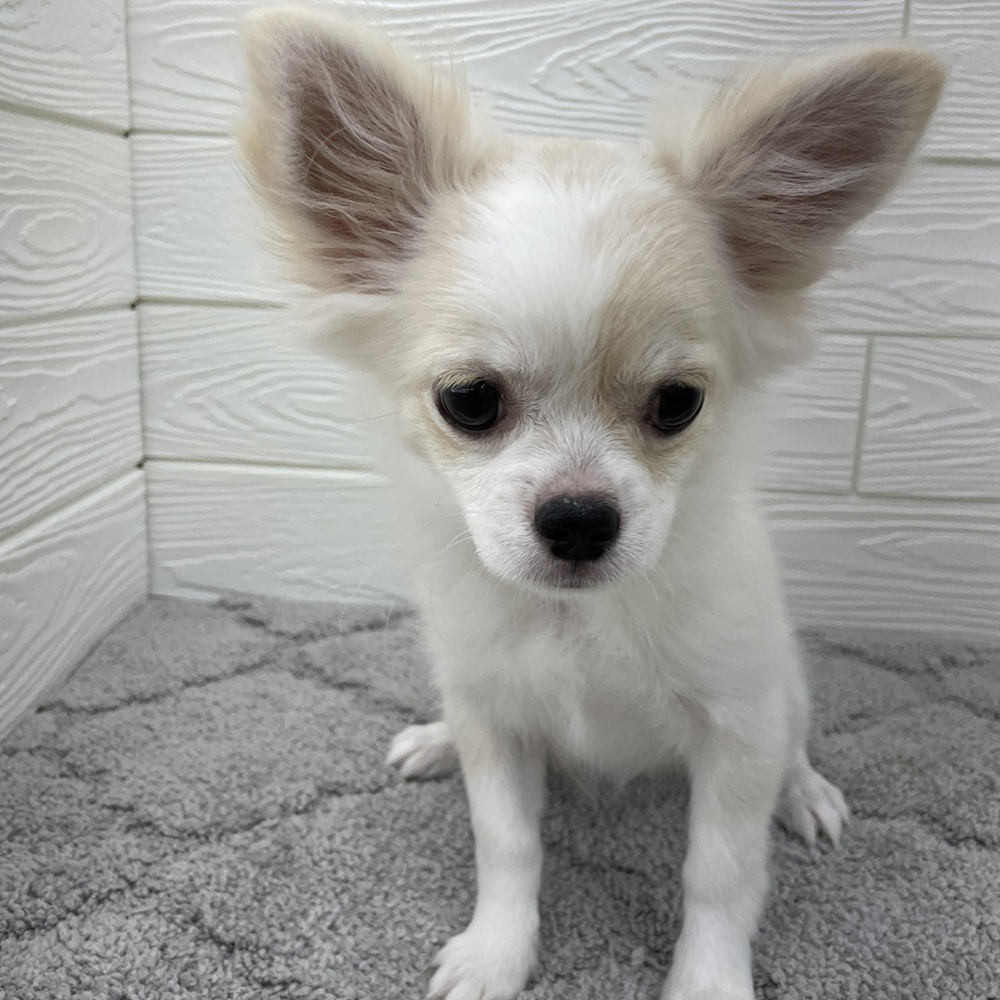 愛知県のチワワ(ロング) (犬の家＆猫の里七宝店/2025年12月9日生まれ/女の子/クリームホワイト)の子犬の4枚目の画像