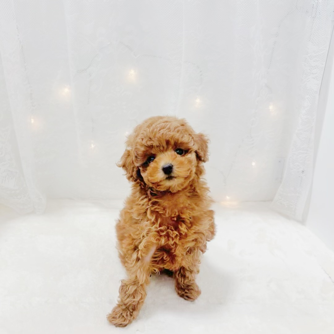 千葉県のトイプードル(トイ) (犬の家＆猫の里BIGHOPガーデンモール印西店/2025年12月6日生まれ/女の子/レッドフォーン)の子犬の4枚目の画像