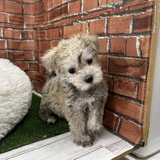 神奈川県のシュナマル/マルシュナ(シュナウザー×マルチーズ) (犬の家＆猫の里小田原店/2025年12月4日生まれ/女の子/ウィートン)の子犬の4枚目の画像