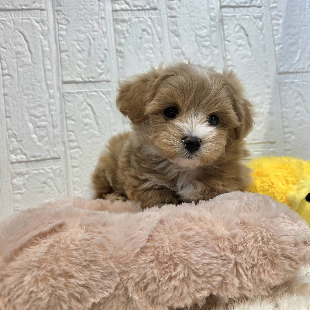 長野県のマルプー(マルチーズ×プードル) (犬の家＆猫の里カインズ梓川店/2025年12月9日生まれ/男の子/アプリコット)の子犬の4枚目の画像