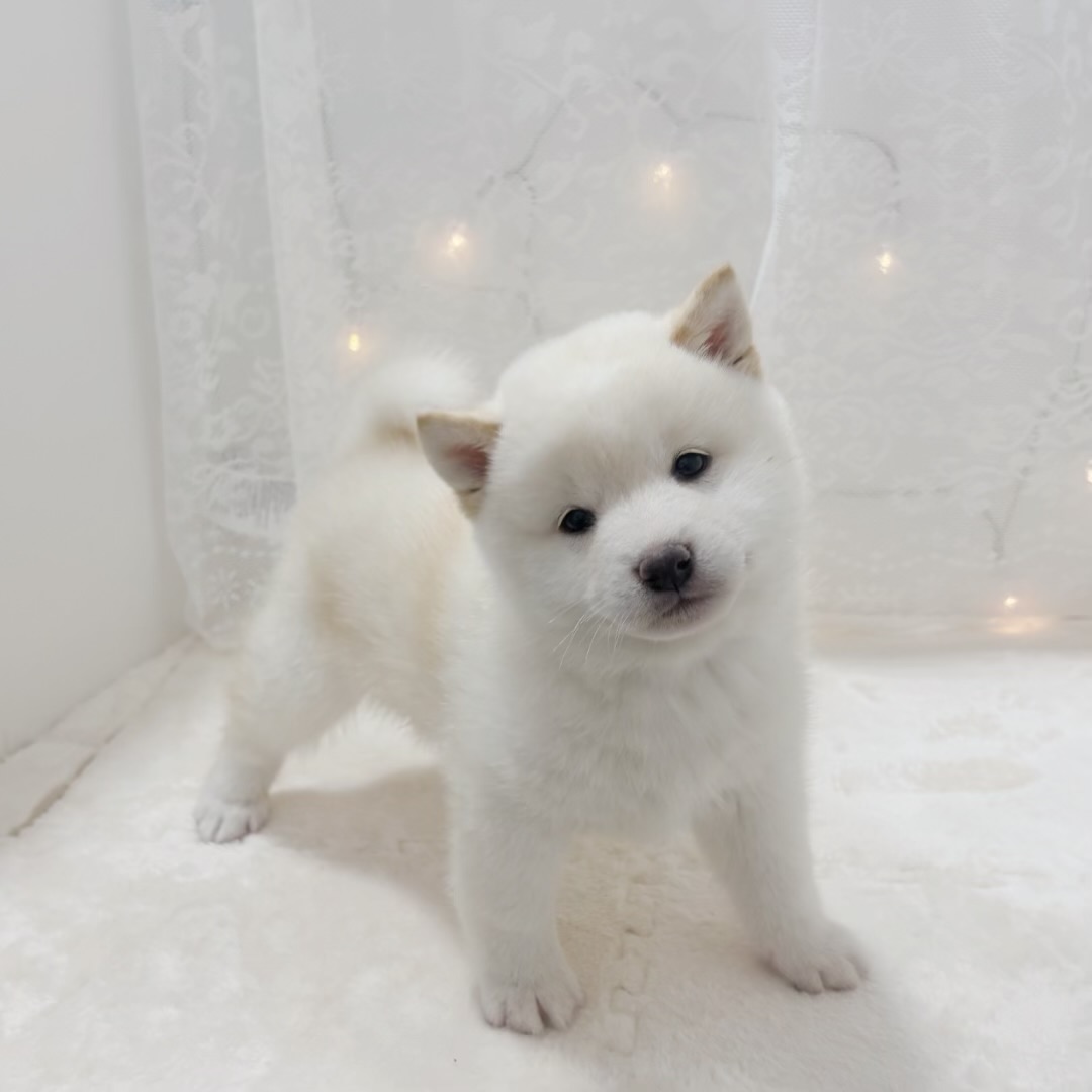千葉県の豆柴 (犬の家＆猫の里BIGHOPガーデンモール印西店/2025年12月8日生まれ/男の子/白)の子犬の4枚目の画像