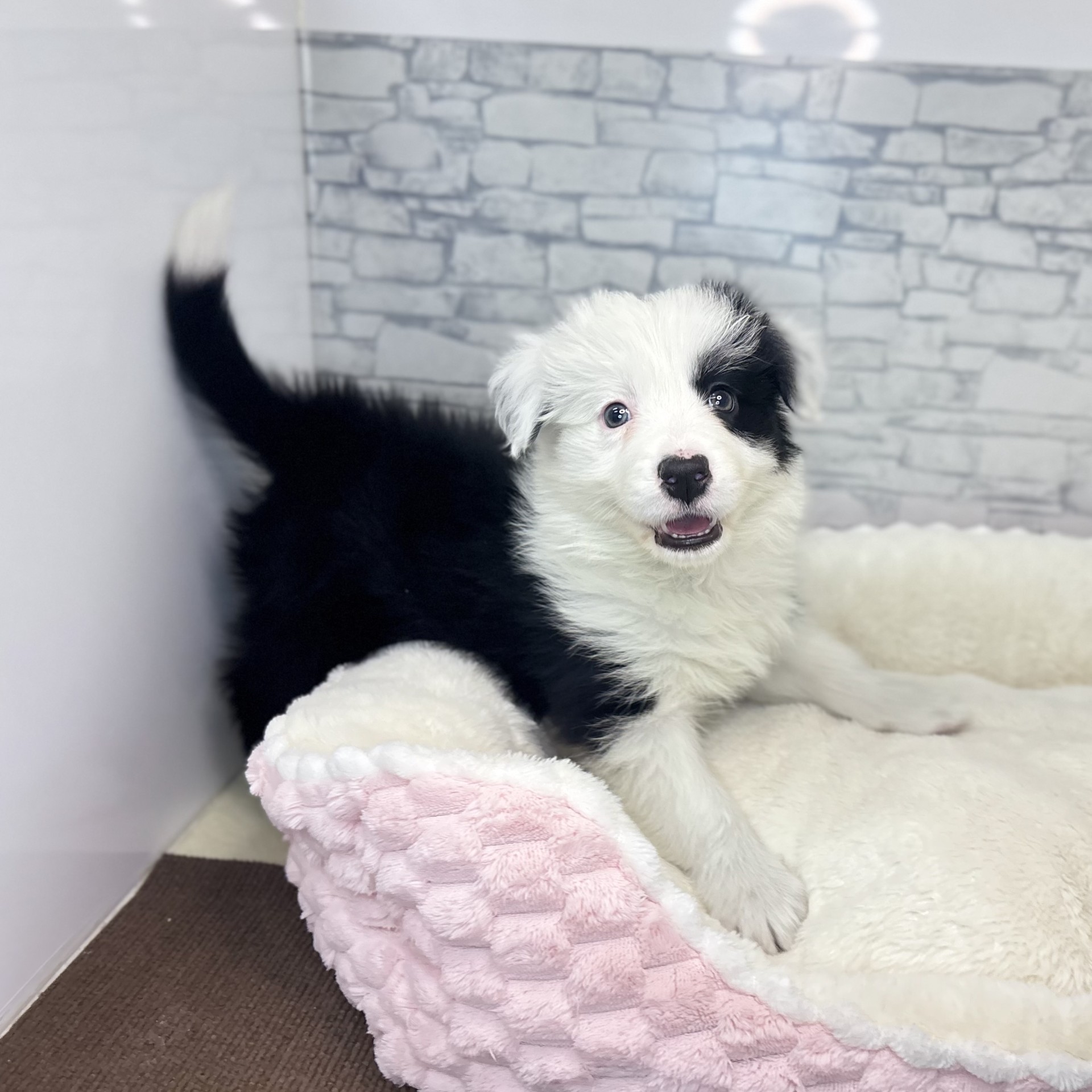 長野県のボーダーコリー (犬の家＆猫の里長野店/2025年12月7日生まれ/女の子/ブラックホワイト)の子犬の4枚目の画像