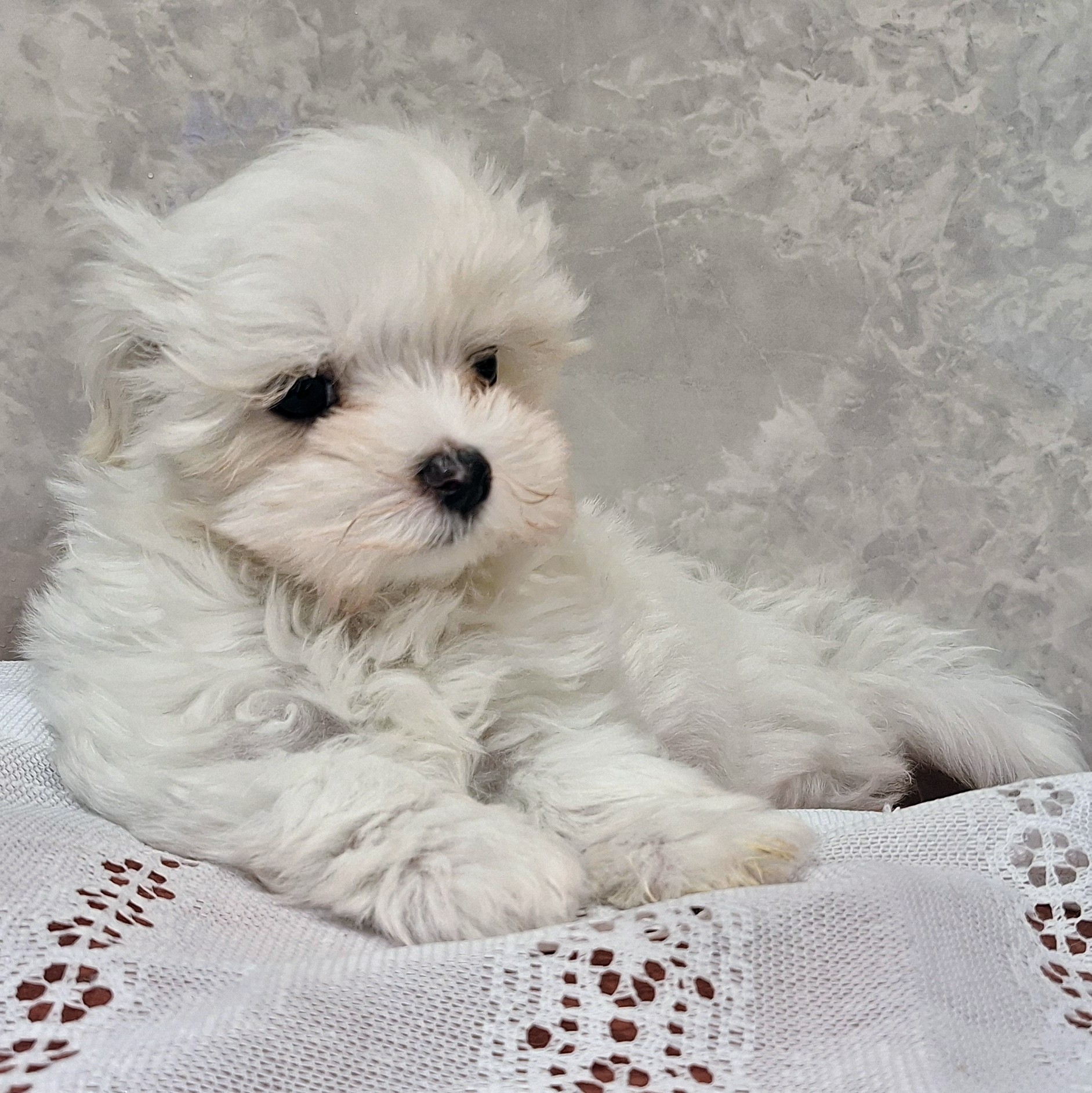 福岡県のマルチーズ (犬の家＆猫の里くりえいと宗像店/2025年12月6日生まれ/男の子/ホワイト)の子犬の4枚目の画像