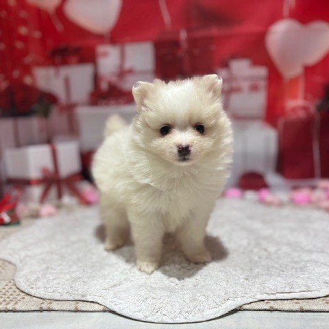 福岡県のポメチワ/チワポメ/ポメチー(ポメラニアン×チワワ) (犬の家＆猫の里トリアス久山店/2025年12月8日生まれ/女の子/ホワイトクリーム)の子犬の4枚目の画像