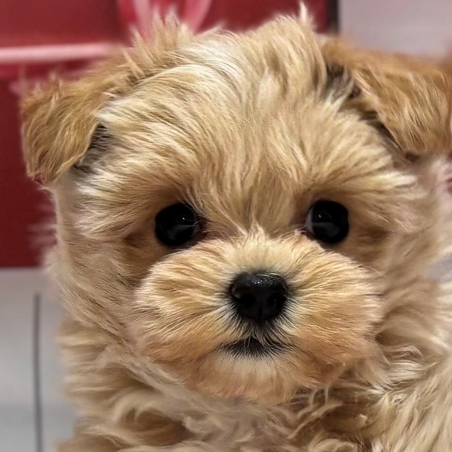 福岡県のマルプー(マルチーズ×プードル) (犬の家＆猫の里トリアス久山店/2025年12月9日生まれ/女の子/クリーム)の子犬の1枚目の画像