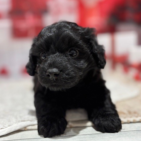 福岡県のダップー(ダックス×プードル) (犬の家＆猫の里トリアス久山店/2025年12月8日生まれ/女の子/ブラック)の子犬の4枚目の画像