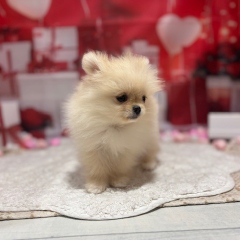 福岡県のポメラニアン (犬の家＆猫の里トリアス久山店/2025年12月1日生まれ/女の子/クリーム)の子犬の4枚目の画像