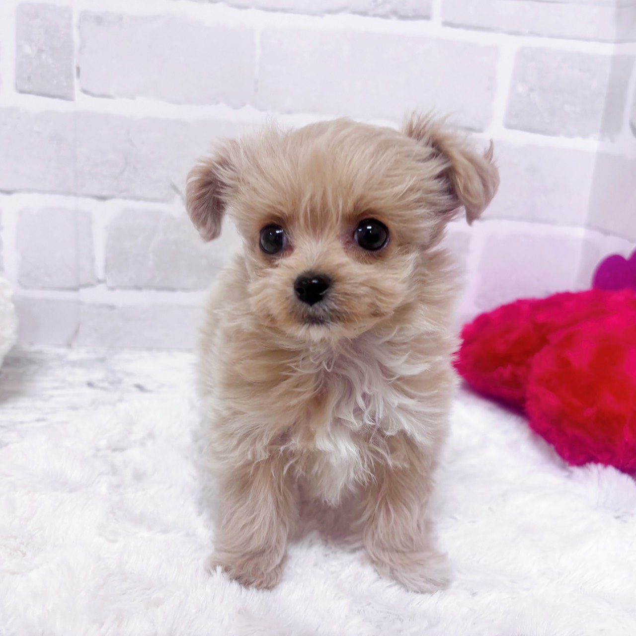 京都府のチワプー/プーチー(チワワ×プードル) (犬の家＆猫の里京都精華店/2025年12月9日生まれ/女の子/クリームホワイト)の子犬の4枚目の画像